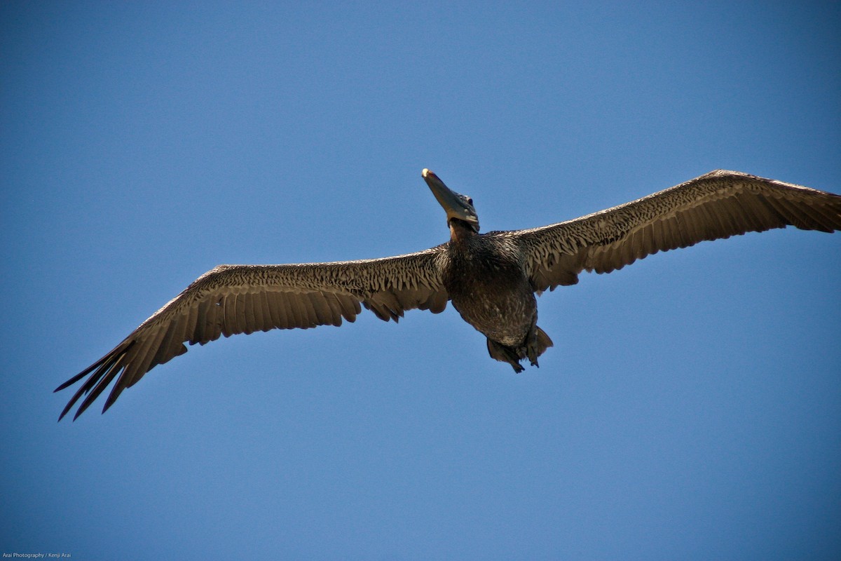 Brown Pelican - ML527975581