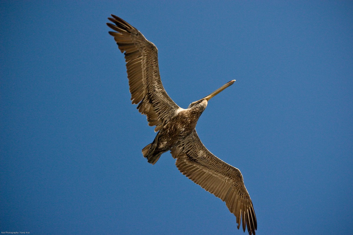 Brown Pelican - ML527975611