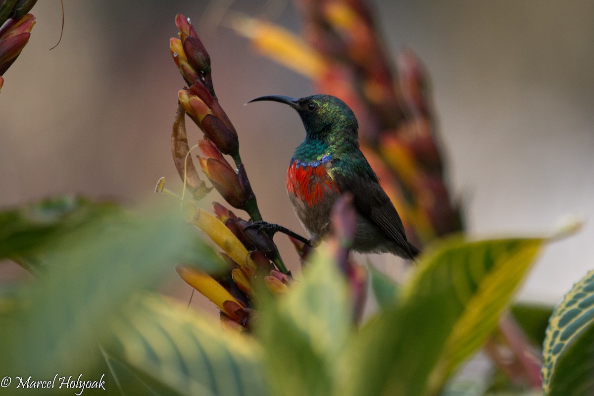 Eastern Miombo Sunbird - ML527975711