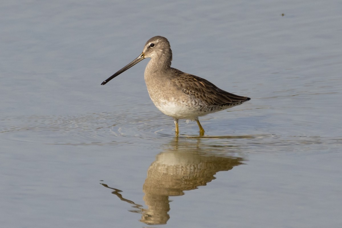 Long-billed Dowitcher - Peter Bedrossian