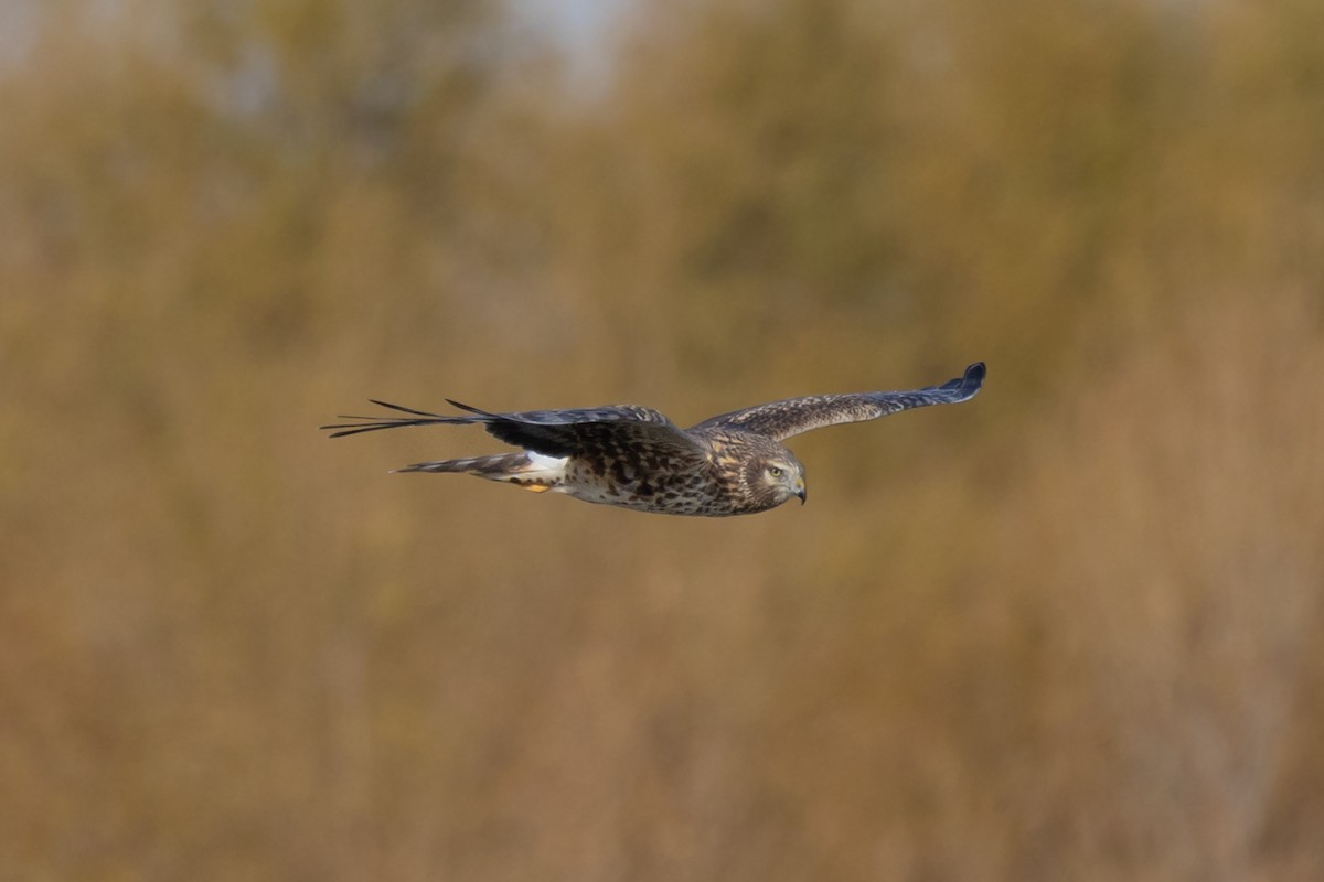 Northern Harrier - Peter Bedrossian