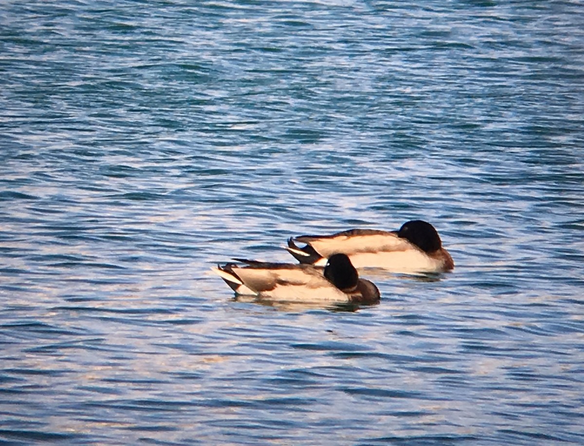 Mallard - ML52797691