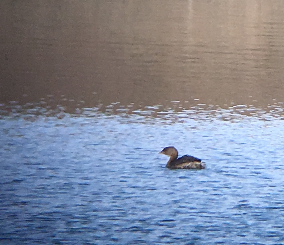 Pied-billed Grebe - ML52797731