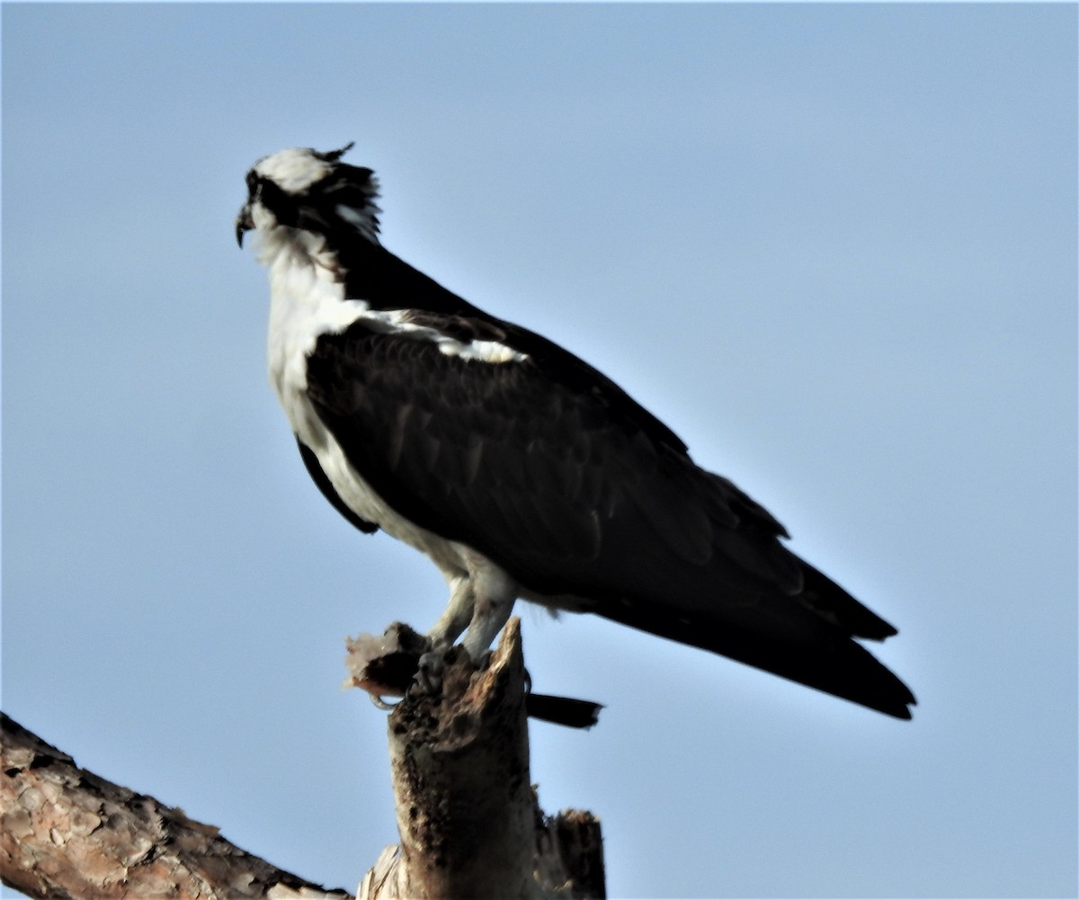 Águila Pescadora - ML527977371