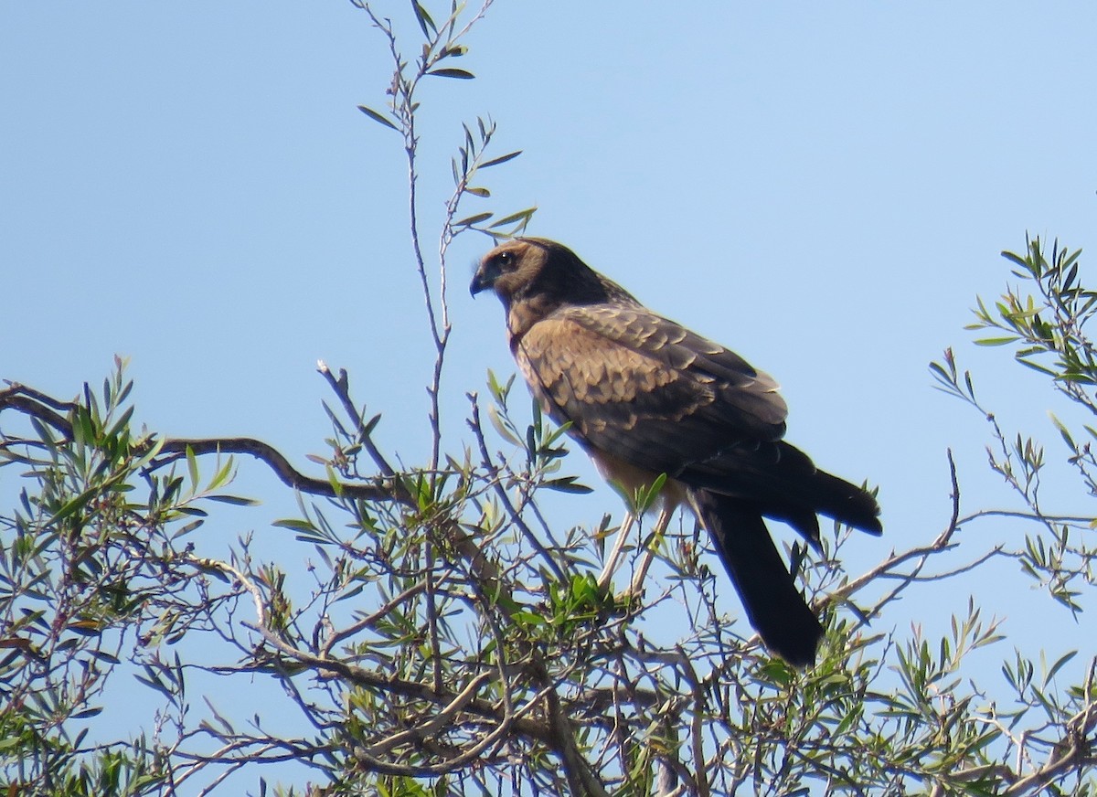 Spotted Harrier - ML527977571