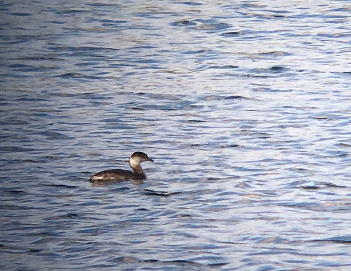 Horned Grebe - ML52797761