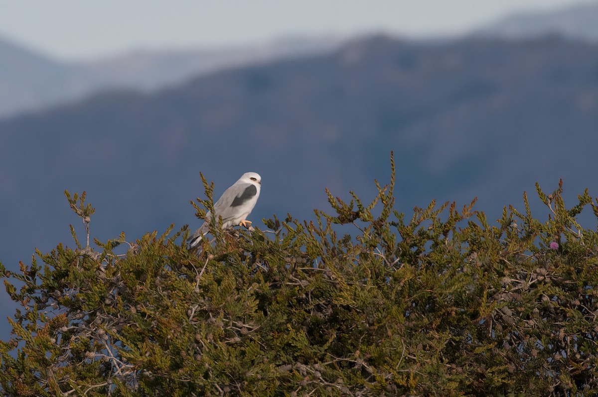 White-tailed Kite - ML527977971