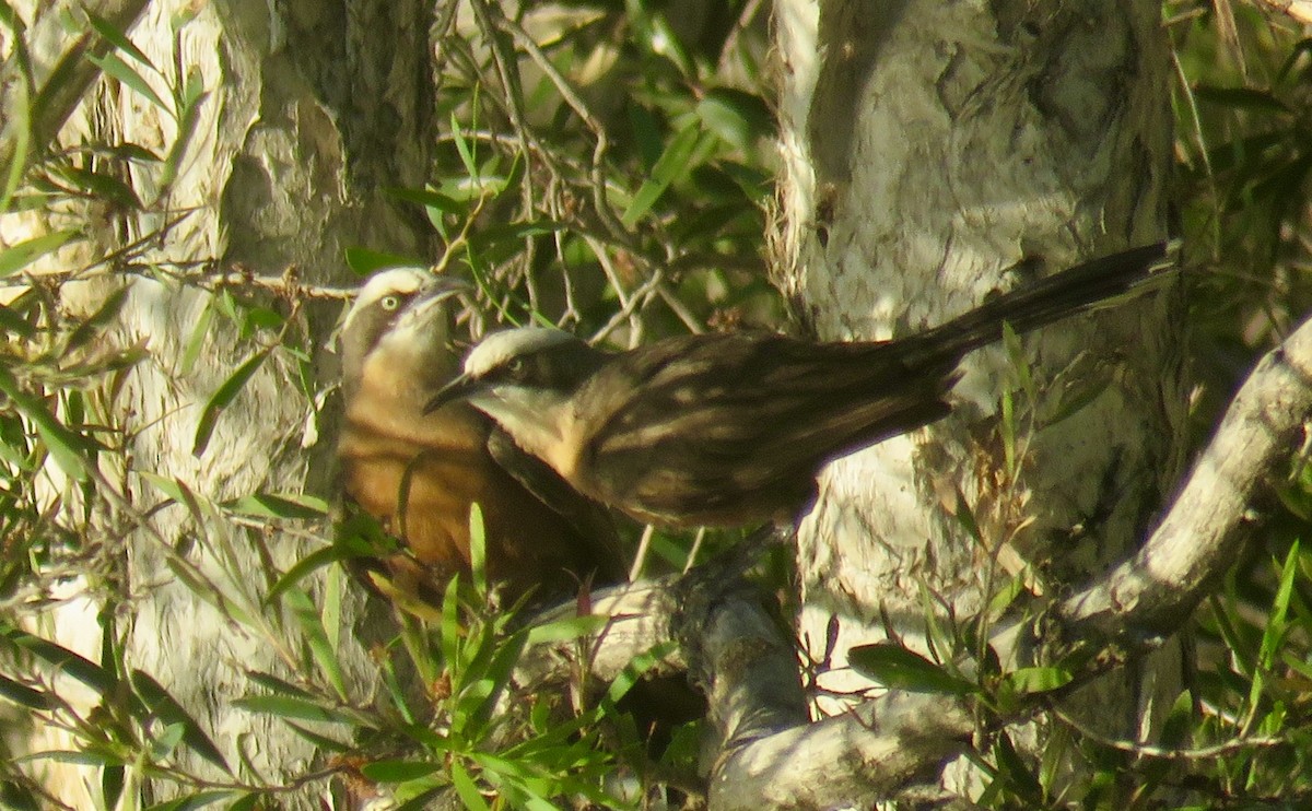 Gray-crowned Babbler - ML527978261