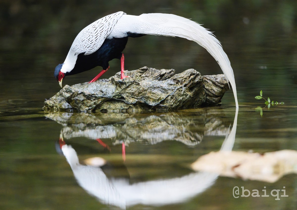 Silver Pheasant - ML527979021