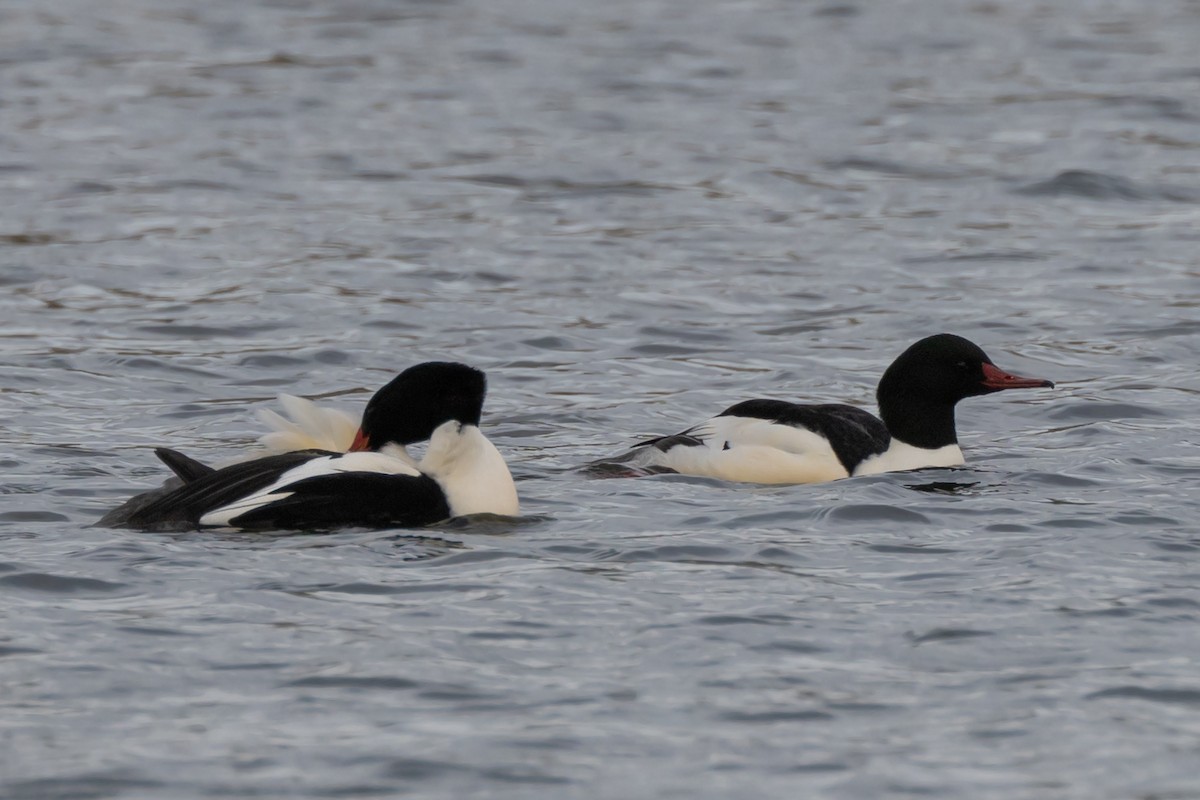 Common Merganser (North American) - ML527979941