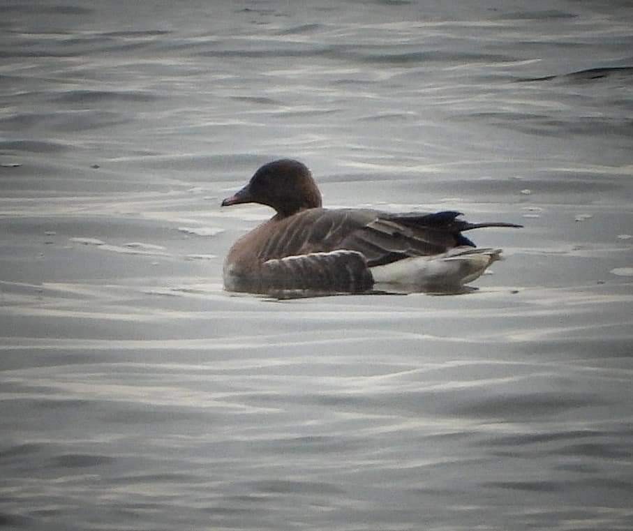 Pink-footed Goose - CowalHistorical BirdRecords