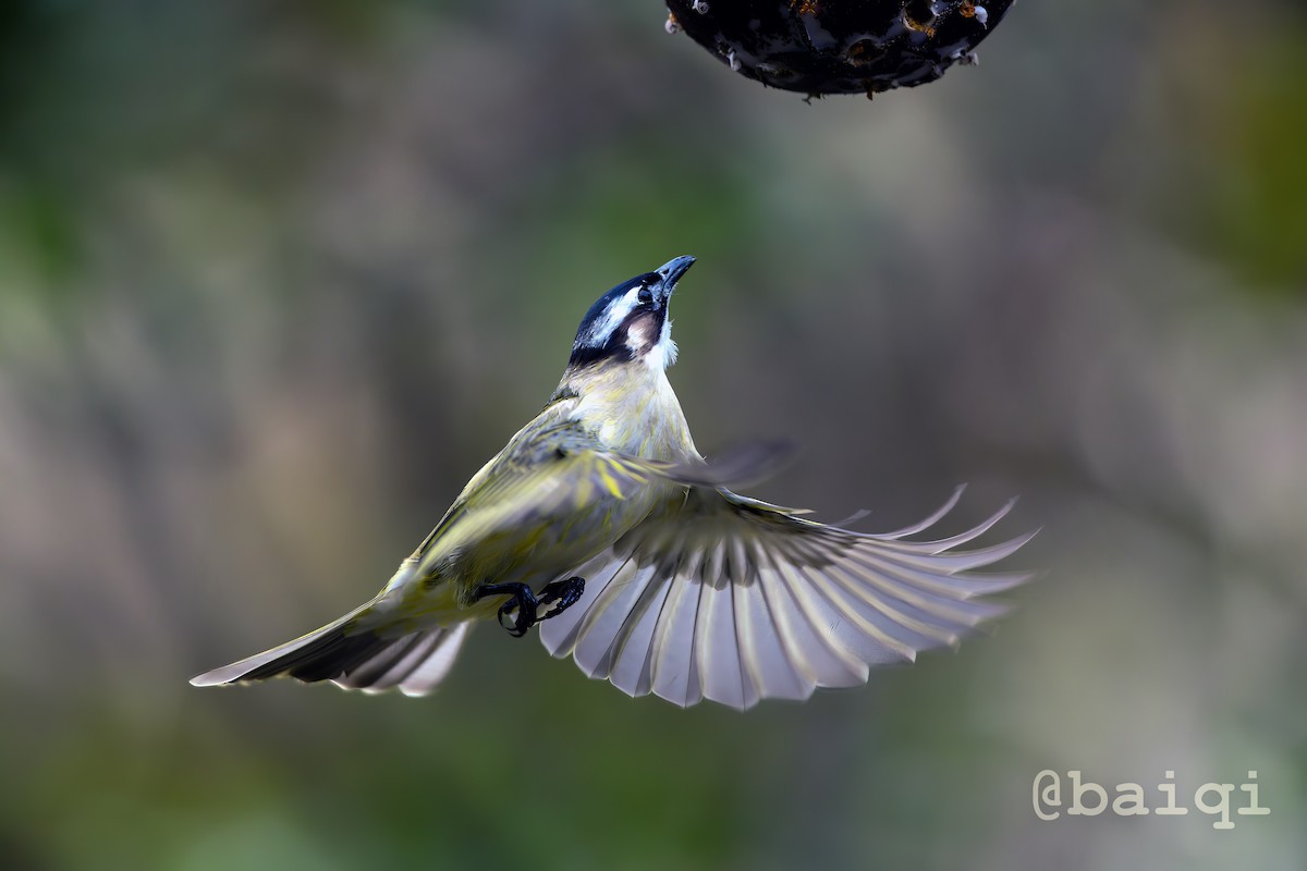 Bulbul de Chine - ML527983011