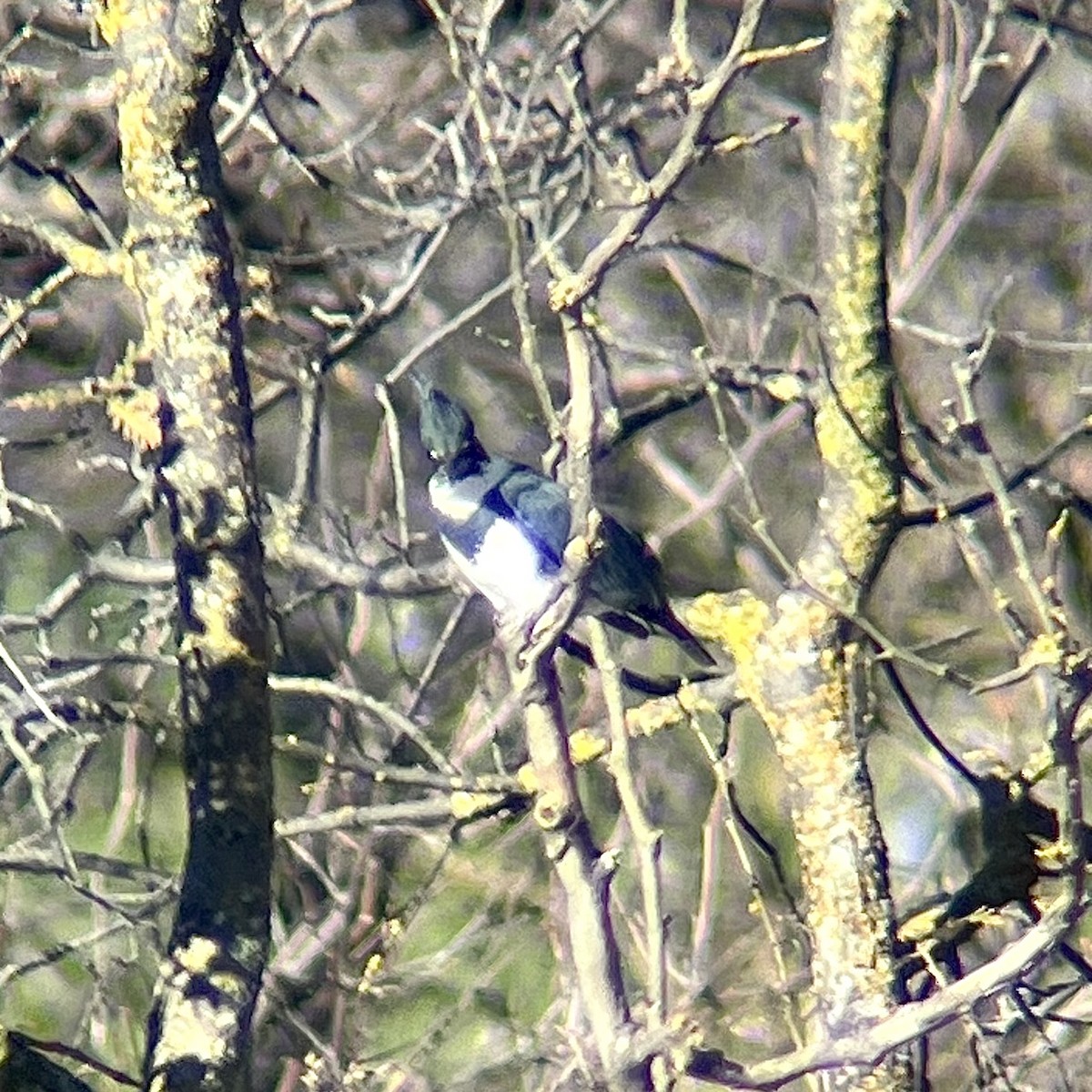 Belted Kingfisher - ML527983711