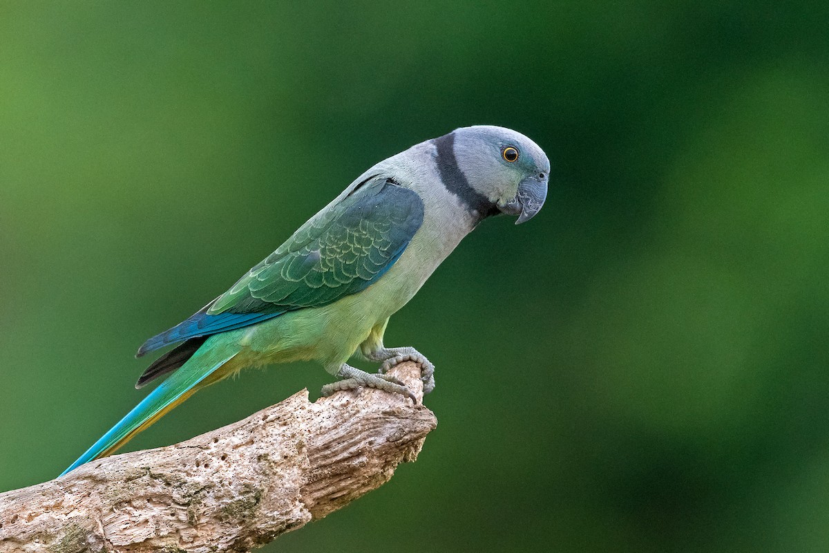 Malabar Parakeet - Aseem Kothiala