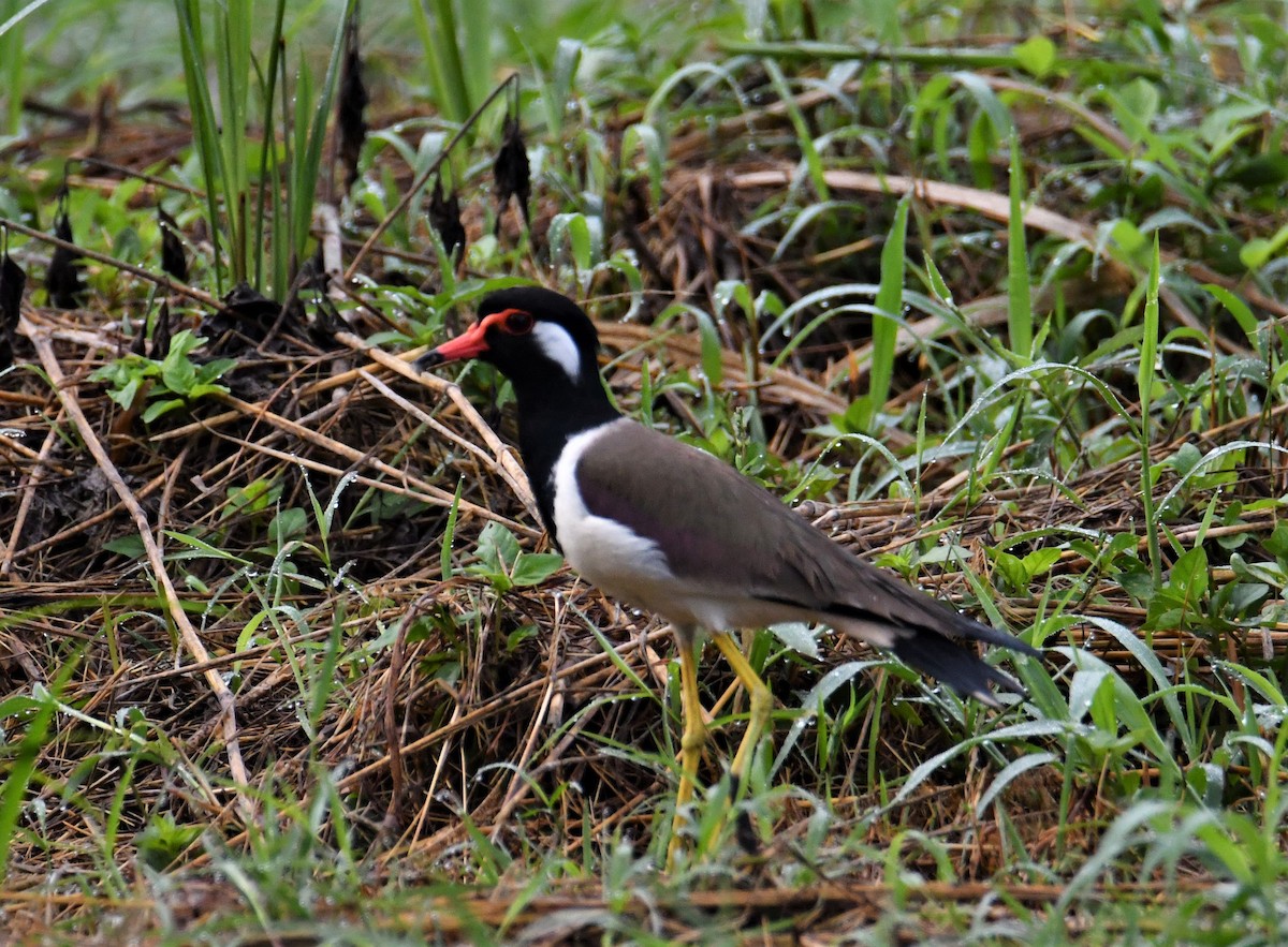 Red-wattled Lapwing - ML527984321