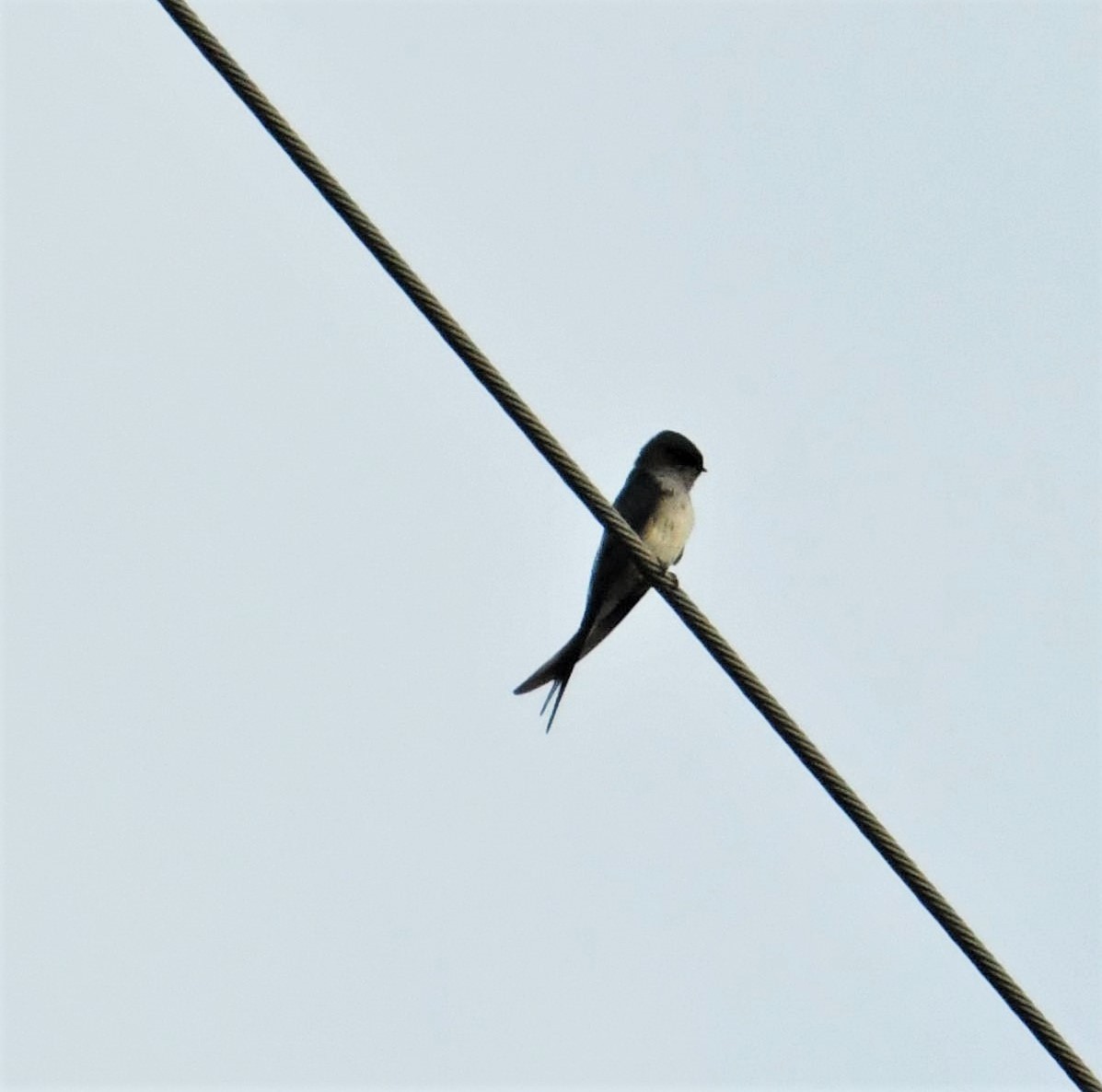 Gray-rumped Treeswift - ML527984331