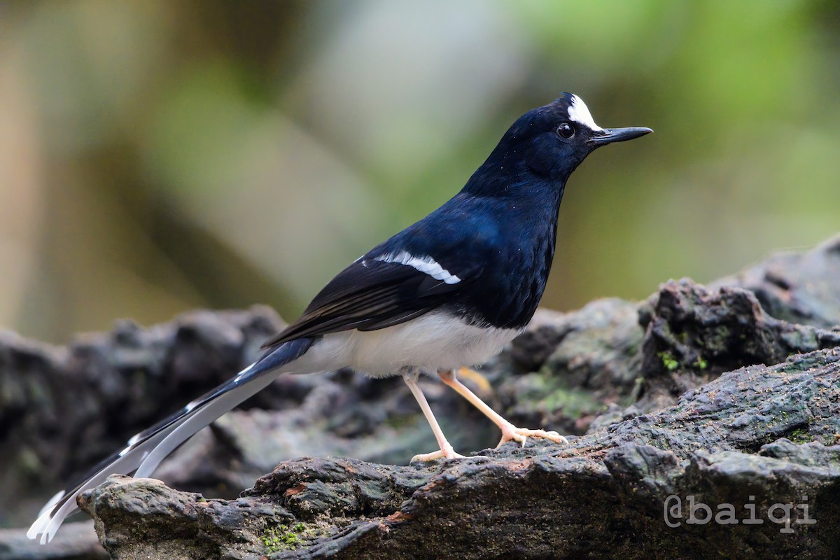 White-crowned Forktail - ML527984531