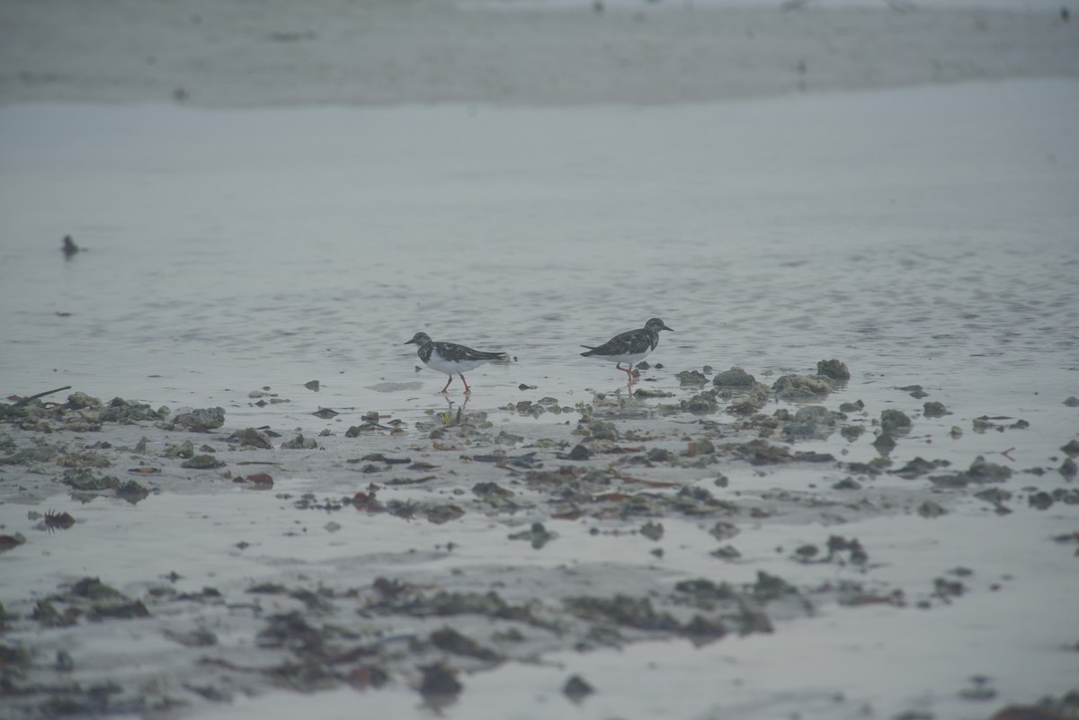 Ruddy Turnstone - ML527985051