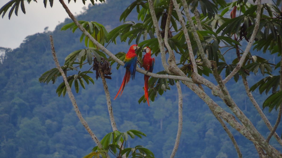 Guacamayo Macao - ML52798581