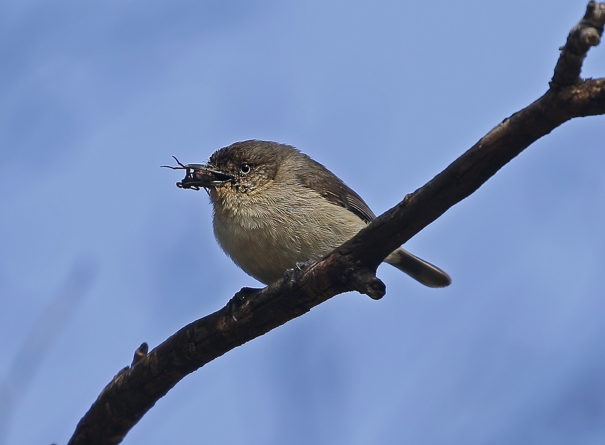 Western Thornbill - ML527985861