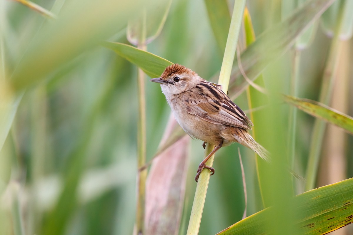 Tawny Grassbird - ML527986061