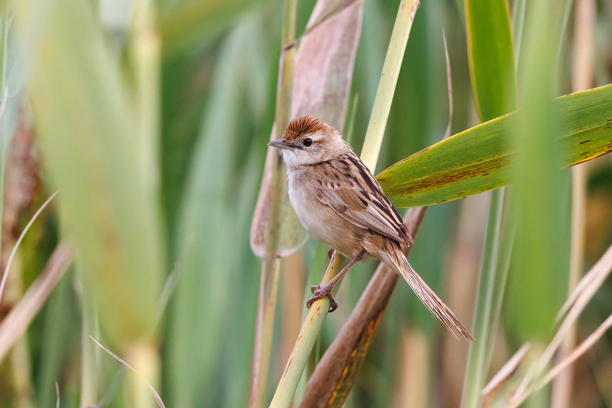 Tawny Grassbird - ML527986071