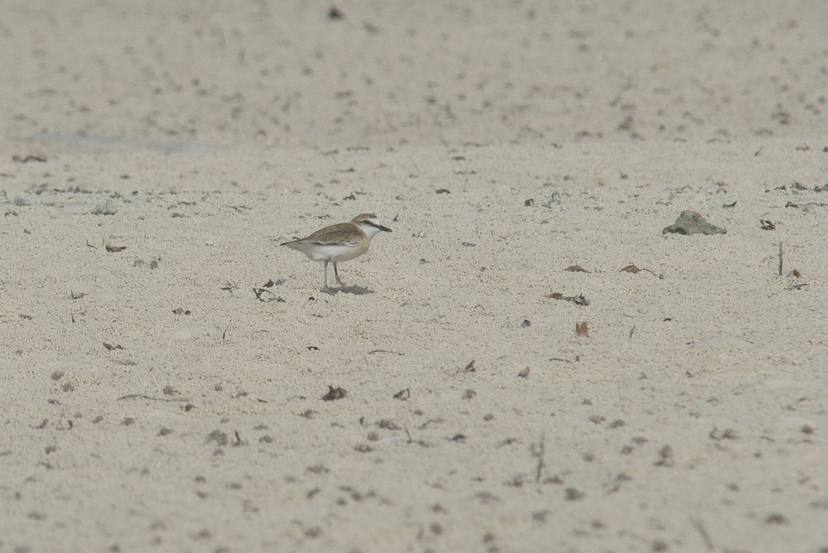 White-fronted Plover - ML527986101