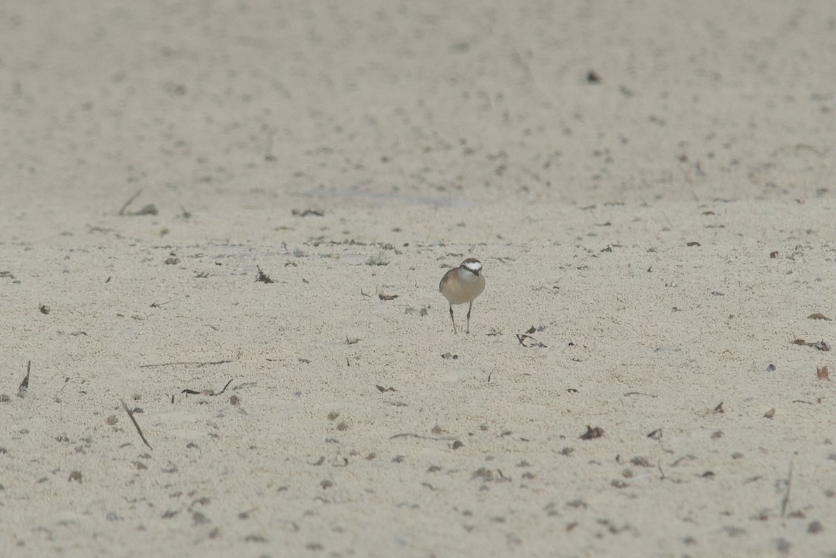 White-fronted Plover - ML527986111