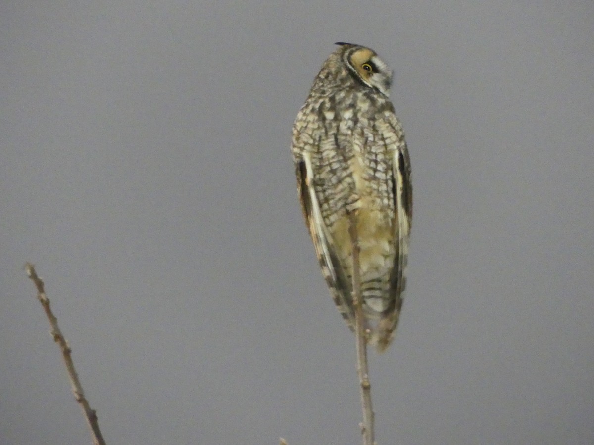 Long-eared Owl - ML527987661