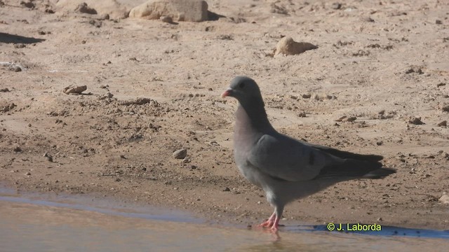 Хүнхэл тагтаа - ML527987761