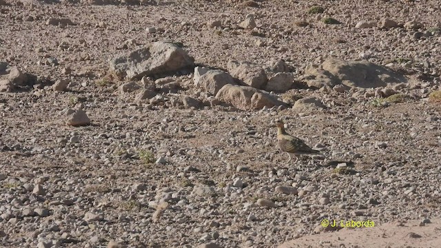 Pin-tailed Sandgrouse - ML527987831