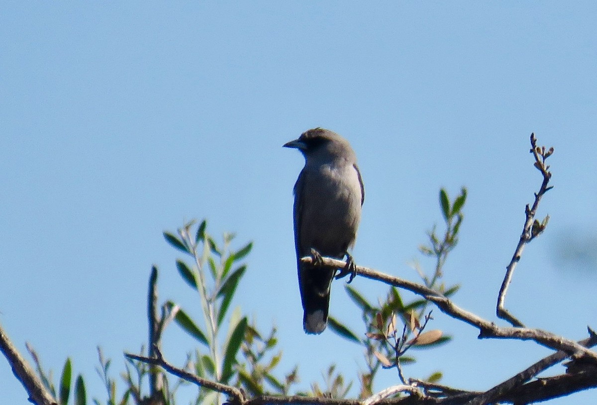 Black-faced Woodswallow - ML527987901