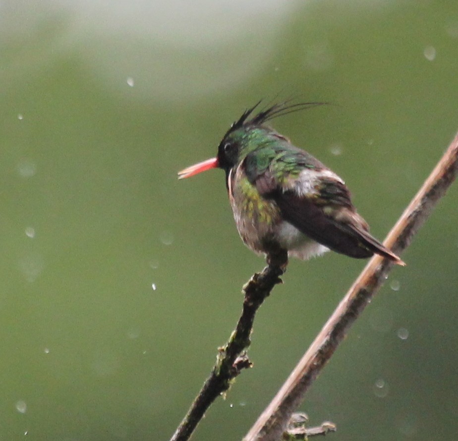 Black-crested Coquette - ML527988021