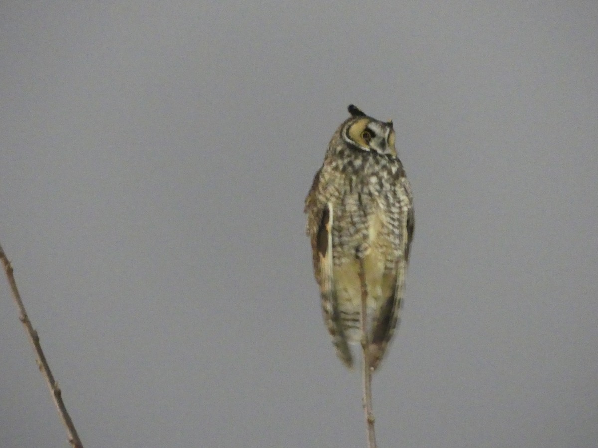 Long-eared Owl - ML527988111