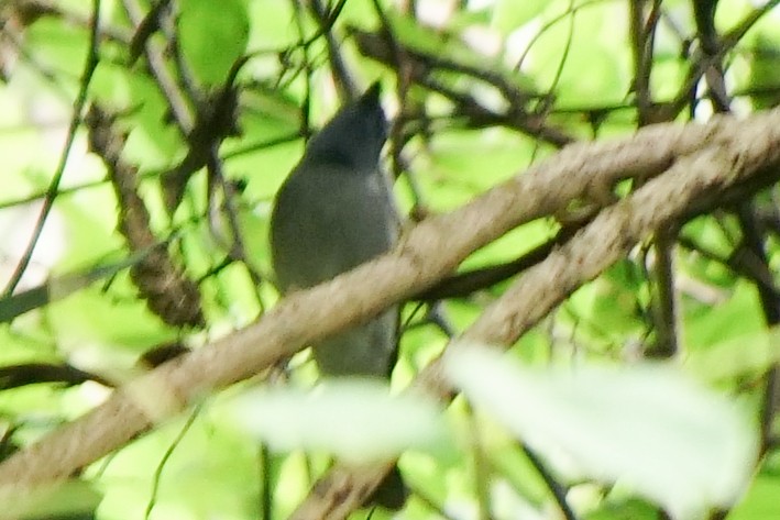 Black-naped Monarch - mj jiang