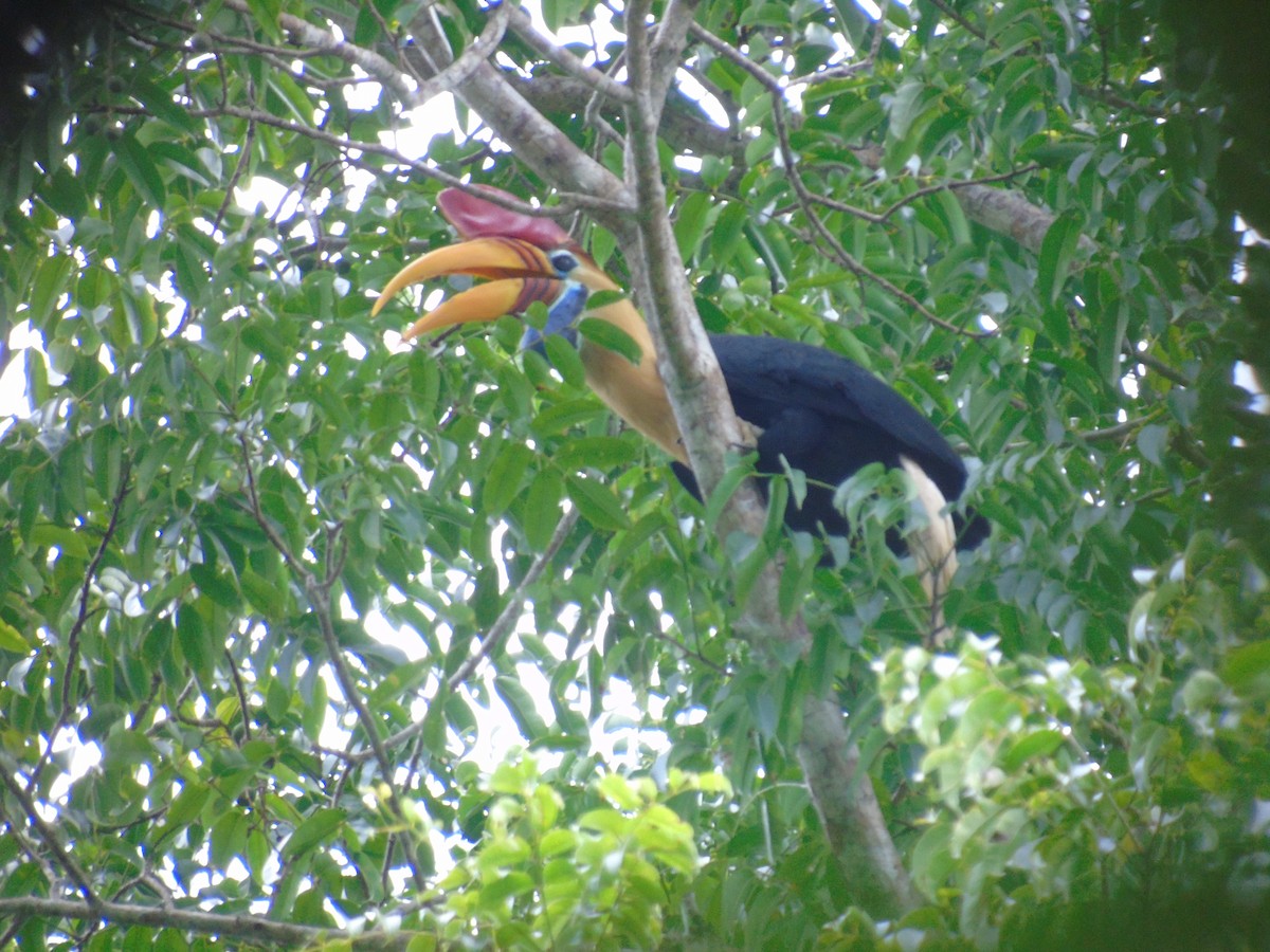 Knobbed Hornbill - ML527988671