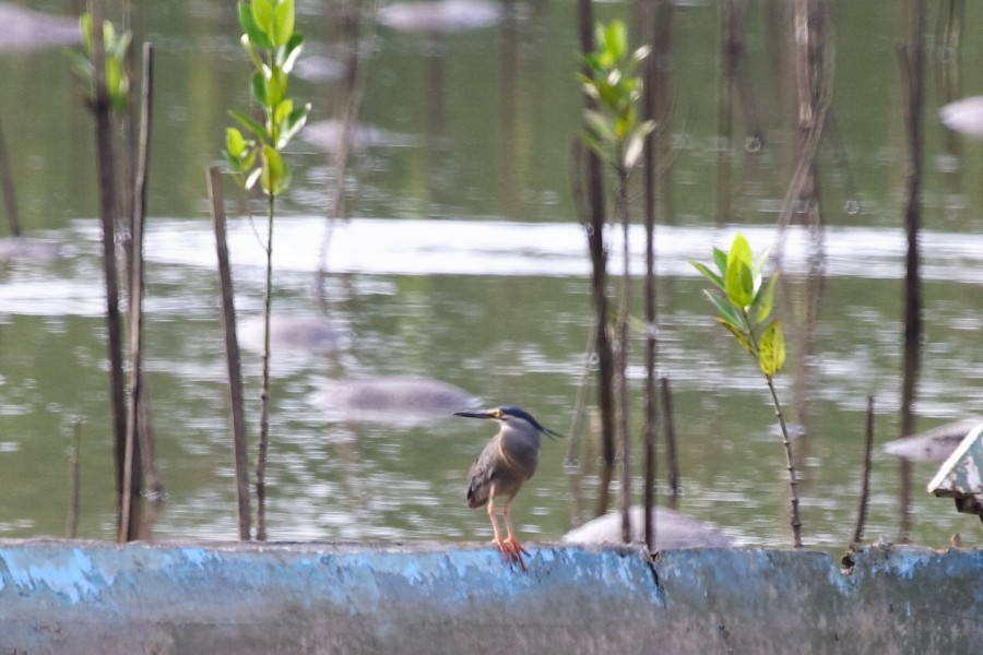 Striated Heron - Andrew Lau