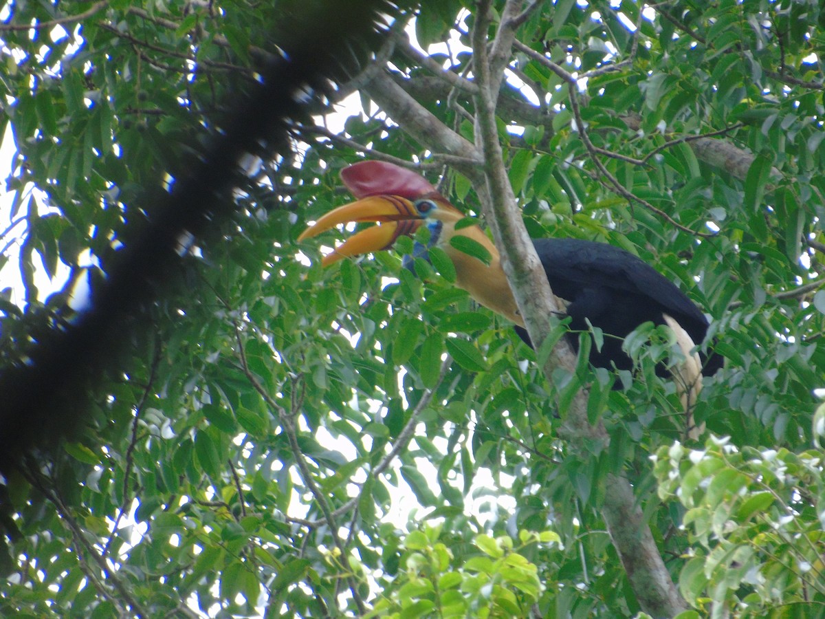 Knobbed Hornbill - ML527988731