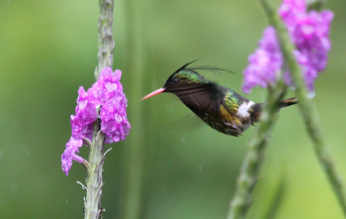 Black-crested Coquette - ML527988771