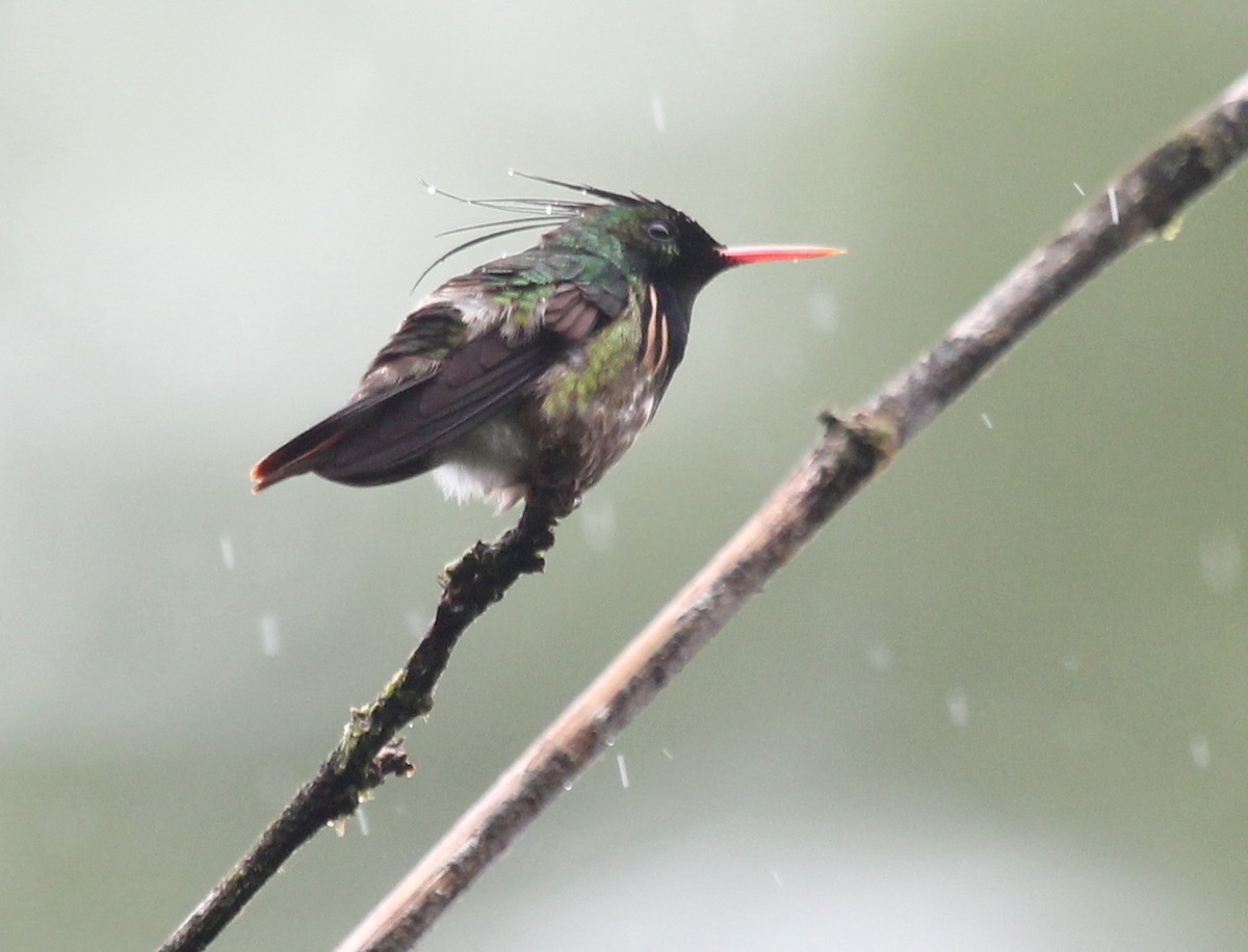 Black-crested Coquette - ML527988781