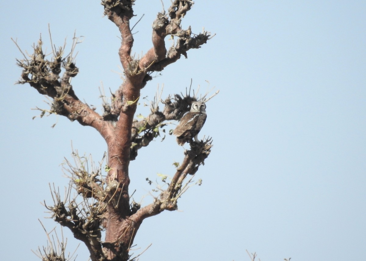 Verreaux's Eagle-Owl - ML527989021