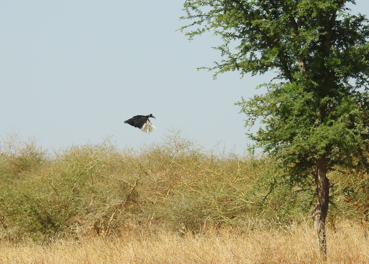 Abyssinian Ground-Hornbill - ML527989321