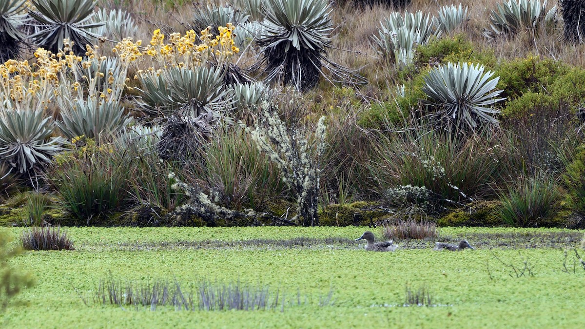 Andean Teal (Merida) - ML527989331