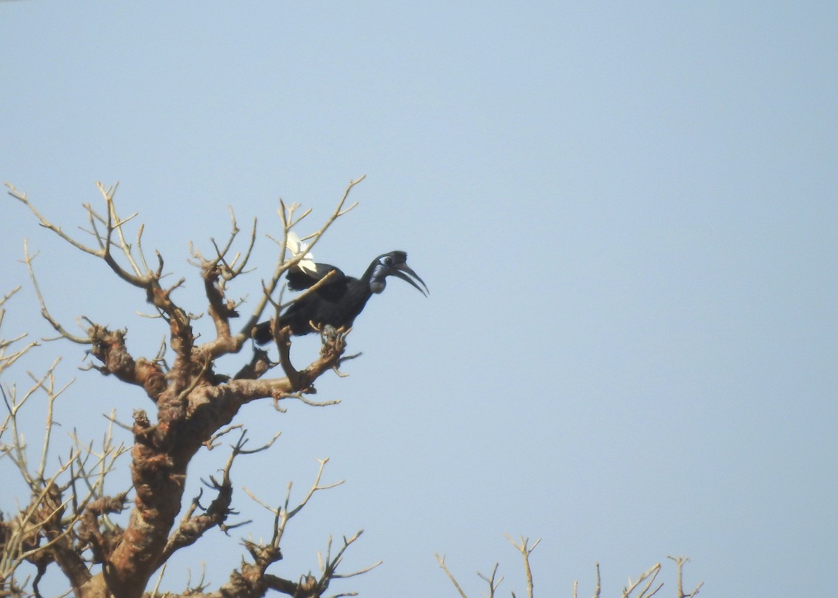 Abyssinian Ground-Hornbill - ML527989601