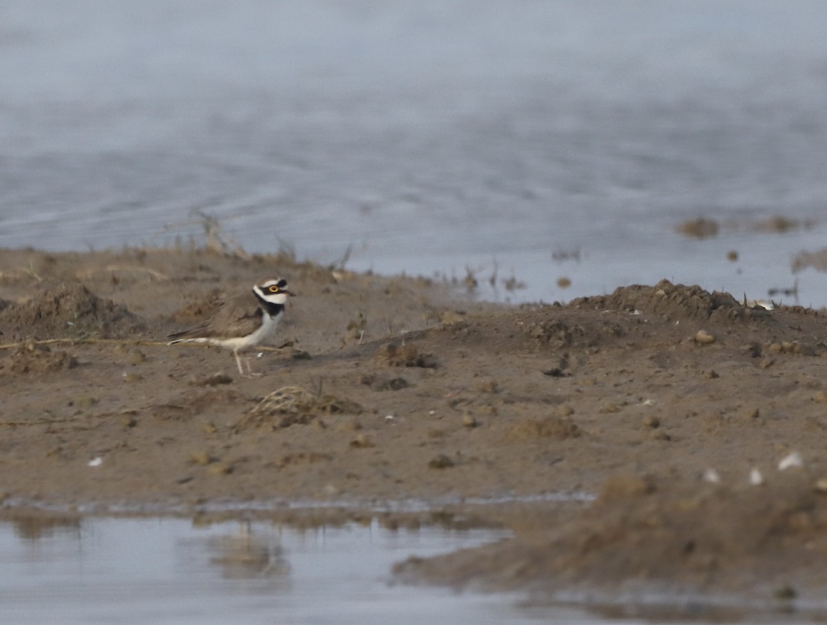 Little Ringed Plover - ML527990541