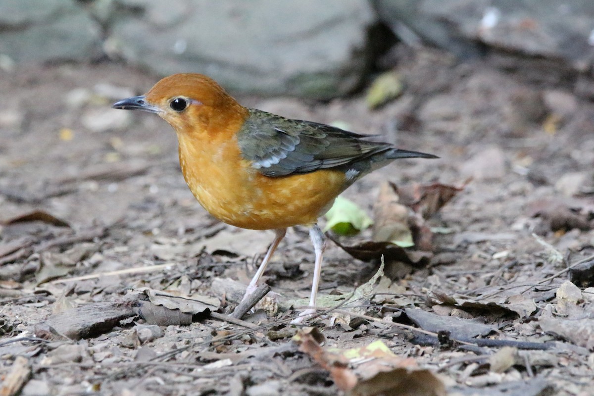 Grive à tête orange - ML527990761