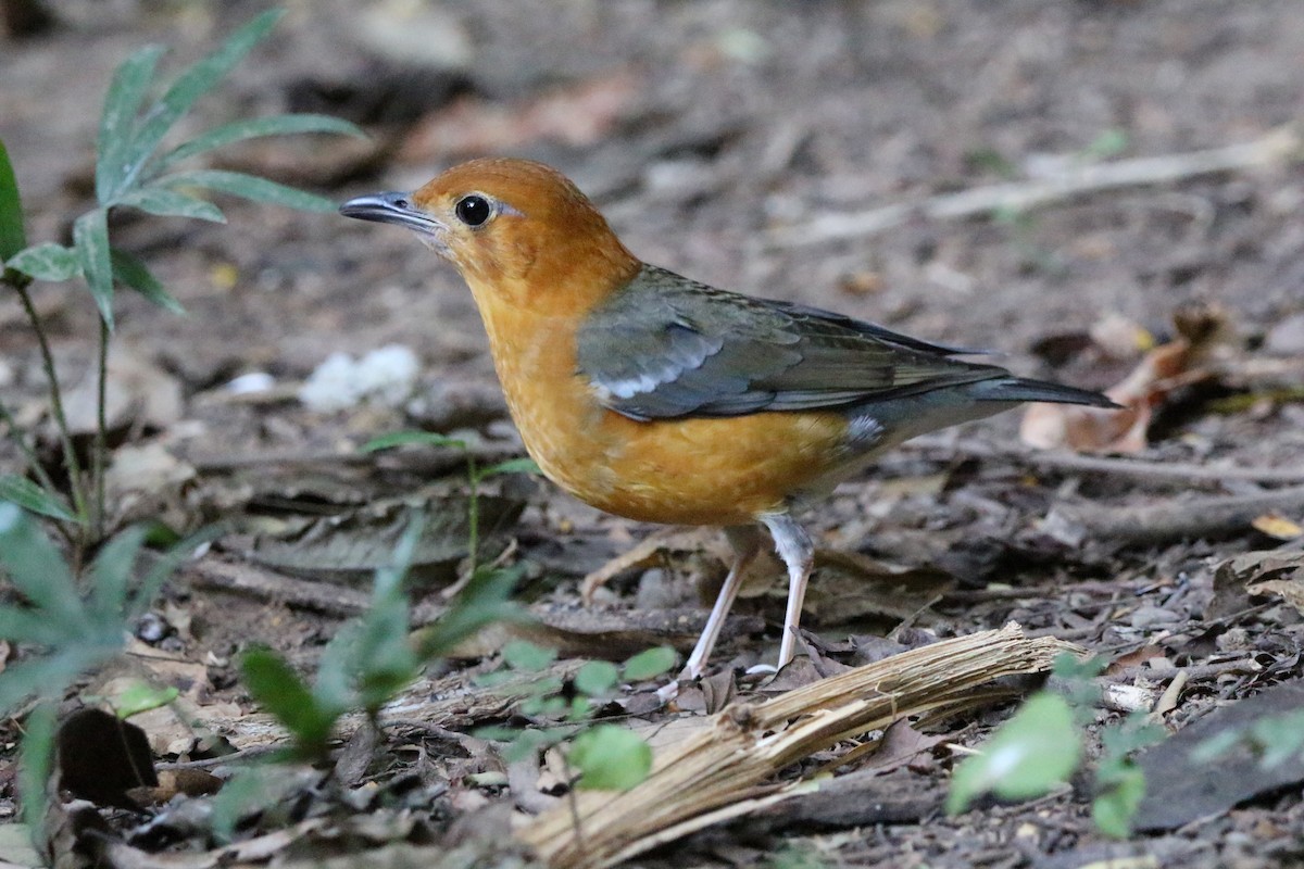 Grive à tête orange - ML527990781