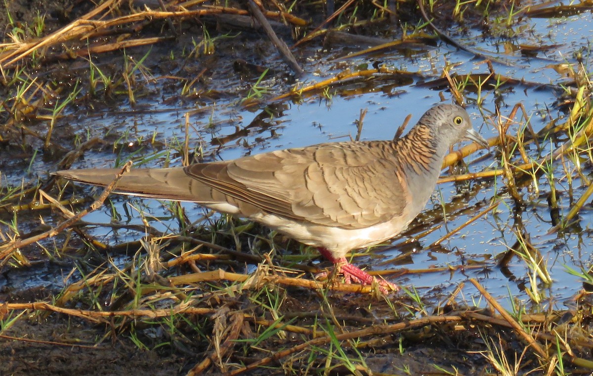 Bar-shouldered Dove - ML527990891