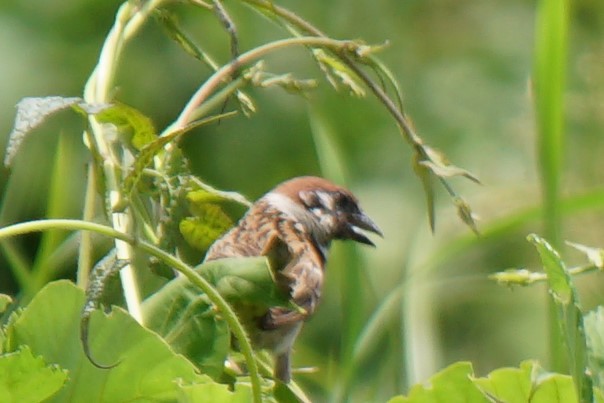 Eurasian Tree Sparrow - ML527991211