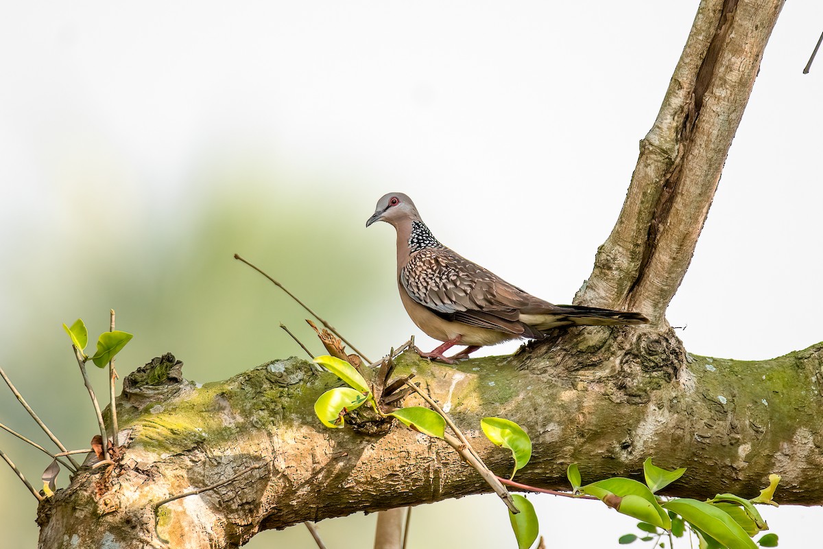 Spotted Dove - ML527991571